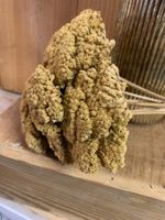 Bund Naturmaterial Schafgarbe f.Dekorationen / Trockenblume
