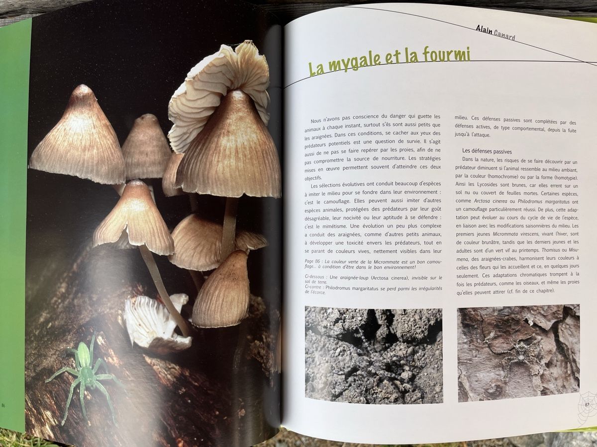 Libri: Au fil des araignées - Livre – Usato da Euseigne venduto da so.ART 4