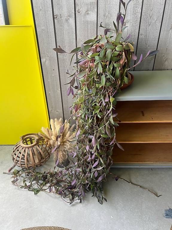 Plantes & graines: Pflanze  – D'occasion à zürich par camelus