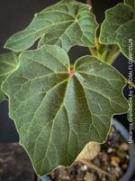 Uncarina Grandidieri – Madagaskars kleiner Wunderbaum