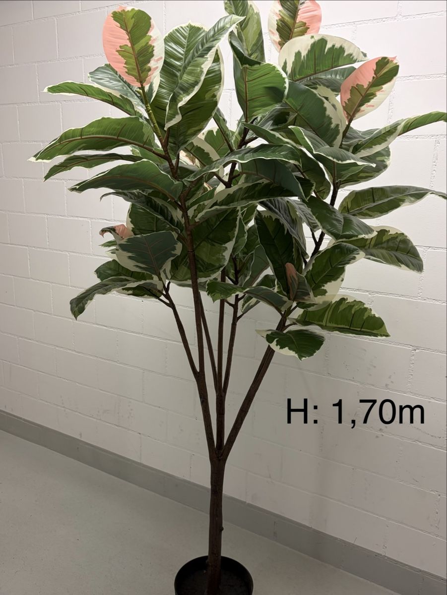Piante & sementi: Kunstpflanze von Ikea (Ficus) – Usato da Schöfflisdorf venduto da cristinamitc 1