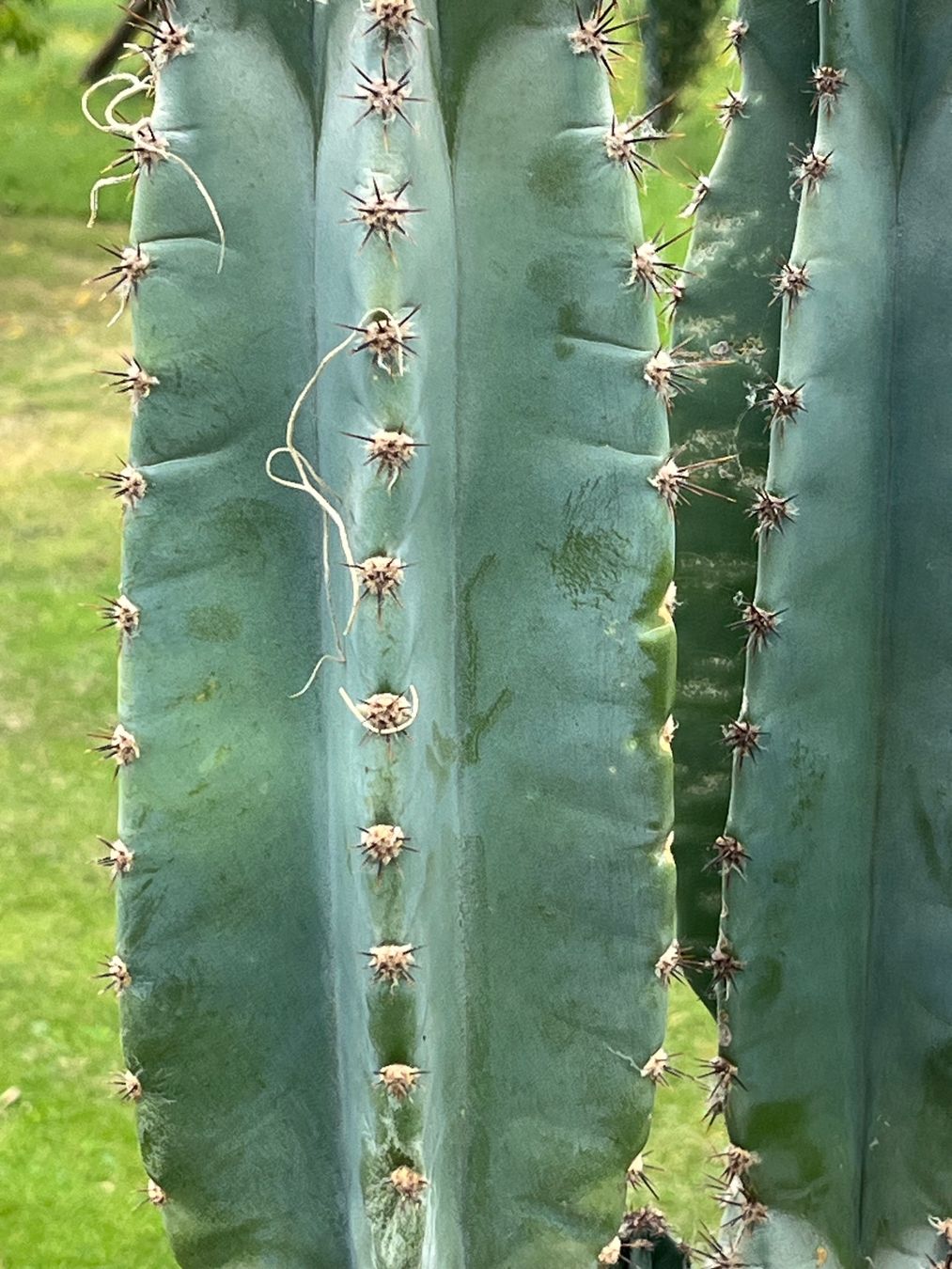 Piante & sementi: Cereus Säulenkaktus – Usato da Allmendingen b. BE venduto da juair 1