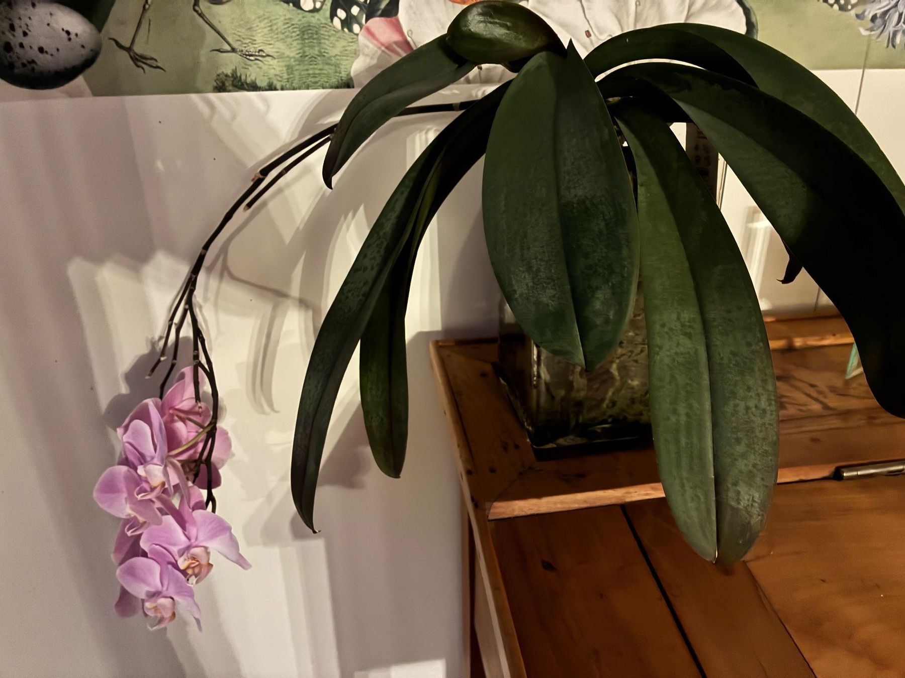 Piante & sementi: Orchidee – Usato da Wetzikon ZH venduto da chris7pat