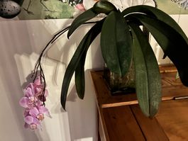 Orchidee
