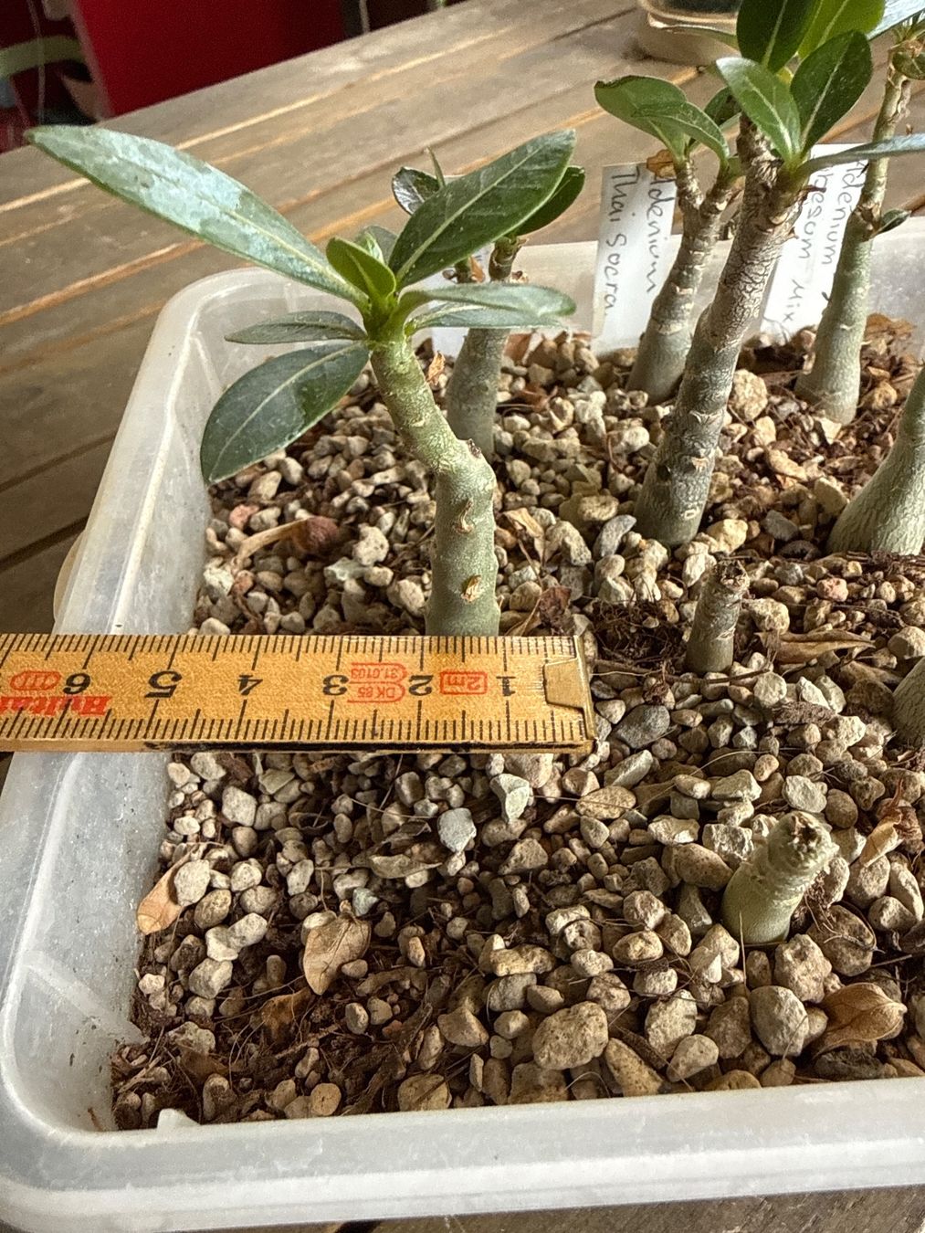 Piante & sementi: Adenium Obesum Arabicum – Usato da Rorbas venduto da SimS0n 2