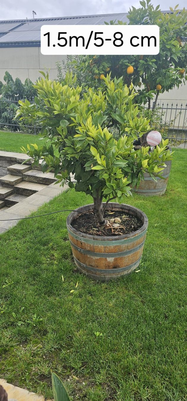 Plantes & graines: Orangenbaum inklusive Eichenfass – D'occasion à Oeschgen par pony77