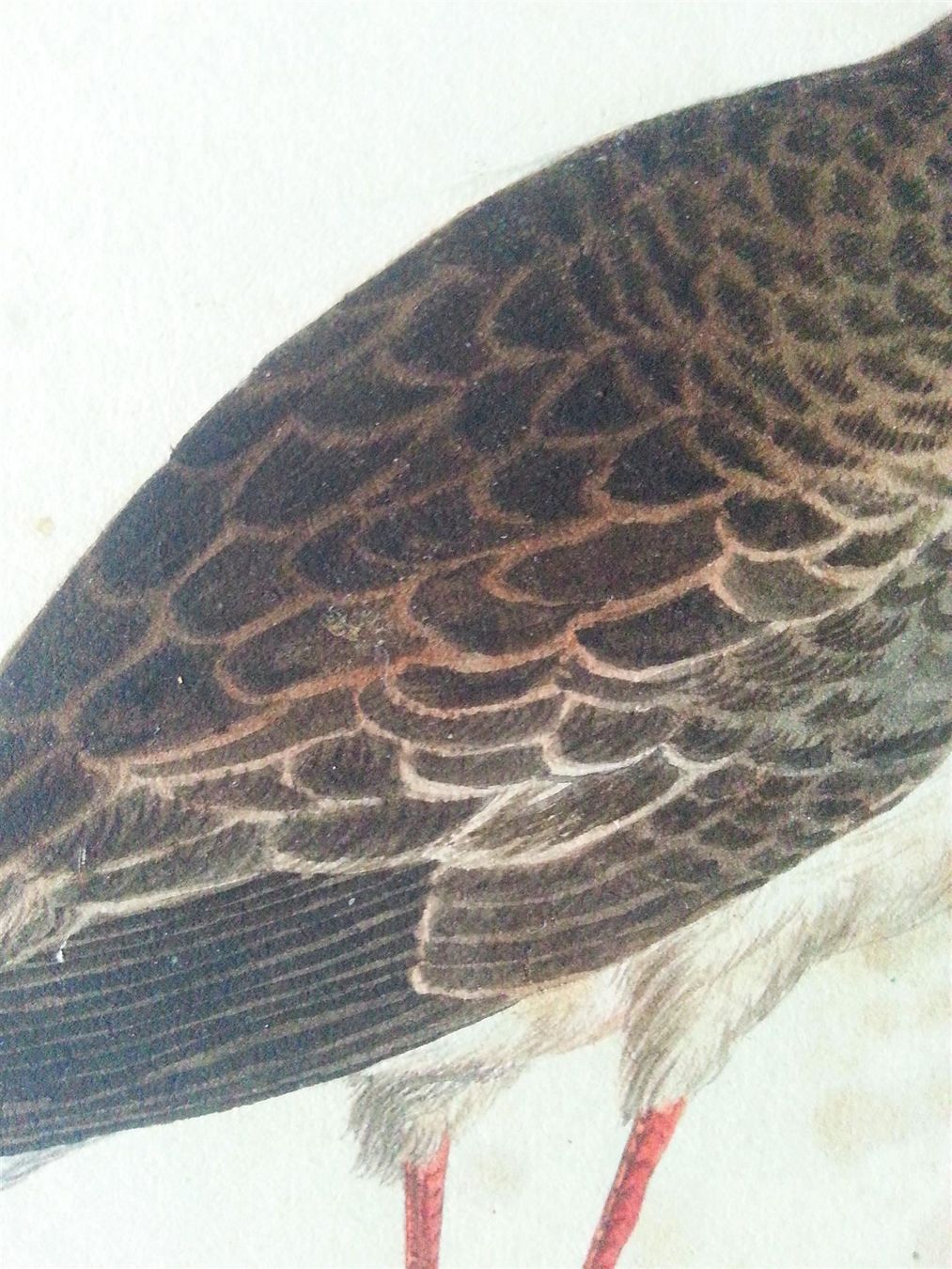 Dipinti: Bild Gemälde Aquarell: Brachvogel (?), 1850-1900 – Usato da Oberriet SG venduto da ganesh435 3