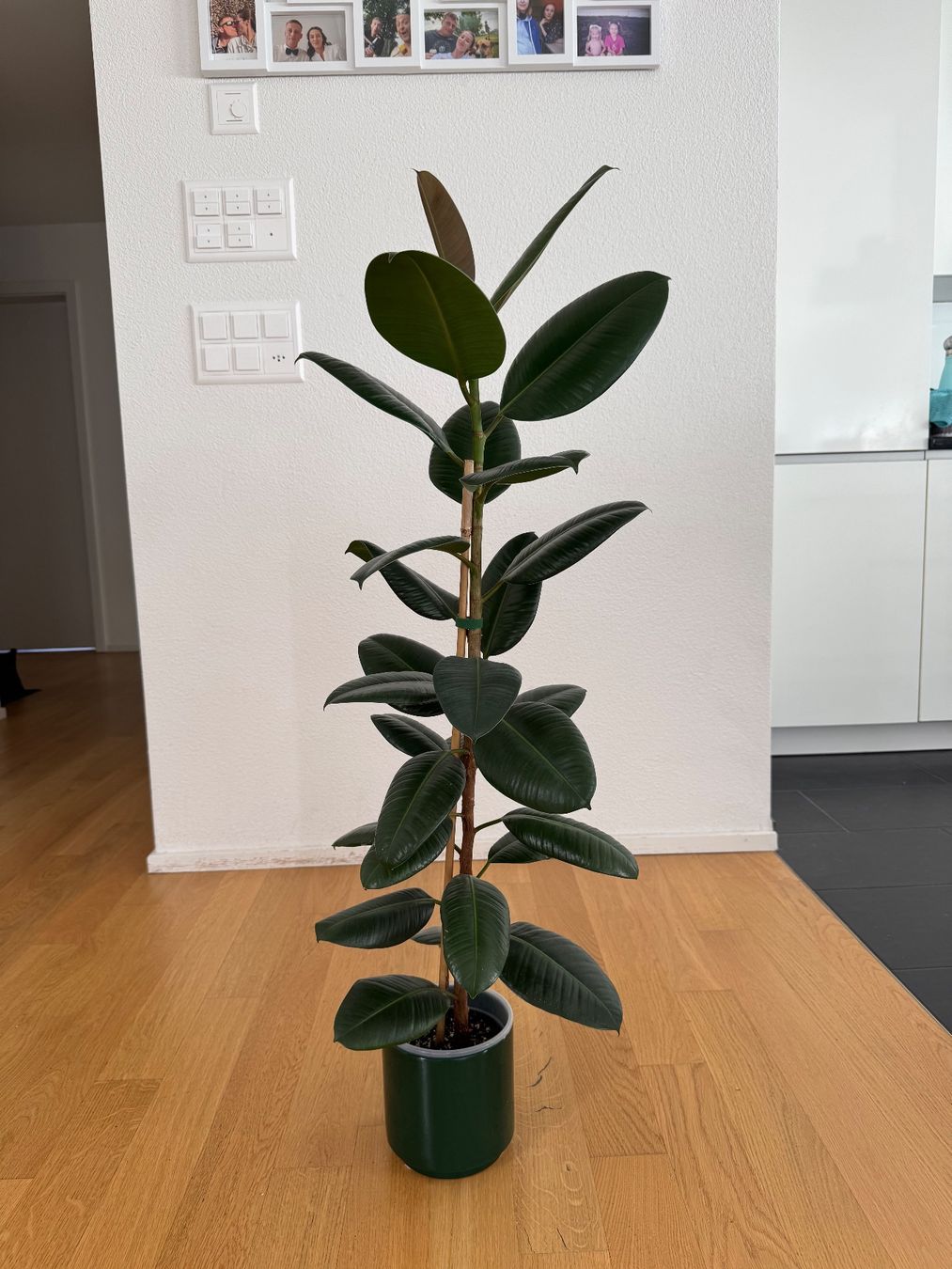 Piante & sementi: Ficus Elastica Robusta – Usato da Goldau venduto da b4mxshk 1