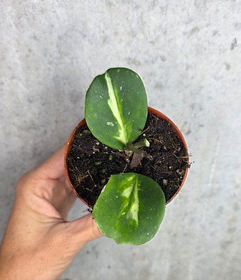 Piante & sementi: Hoya obovata Variegata – Usato da St.Erhard venduto da Plumilandschweiz