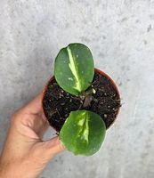 Hoya obovata Variegata