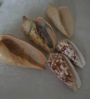 Muscheln