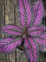 Strobilanthes Dyeranus - einfach nur Blattkunstwerk