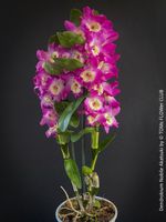 Dendrobium Nobile Akatsuki - leuchtend rosa-weiss blühend