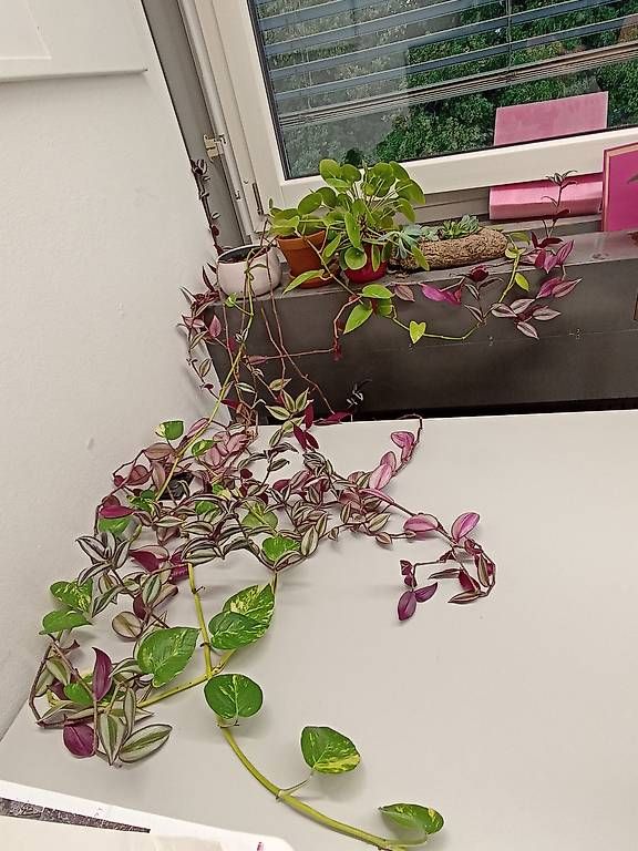 Plantes & graines: Verschiedene Pflanzen – D'occasion à Bern par ali_x5lx