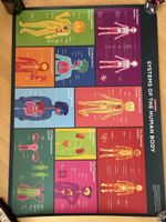 Anatomie Poster: Der menschliche Körper, neu und gross!