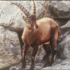 Profile image of Steinbock_3963