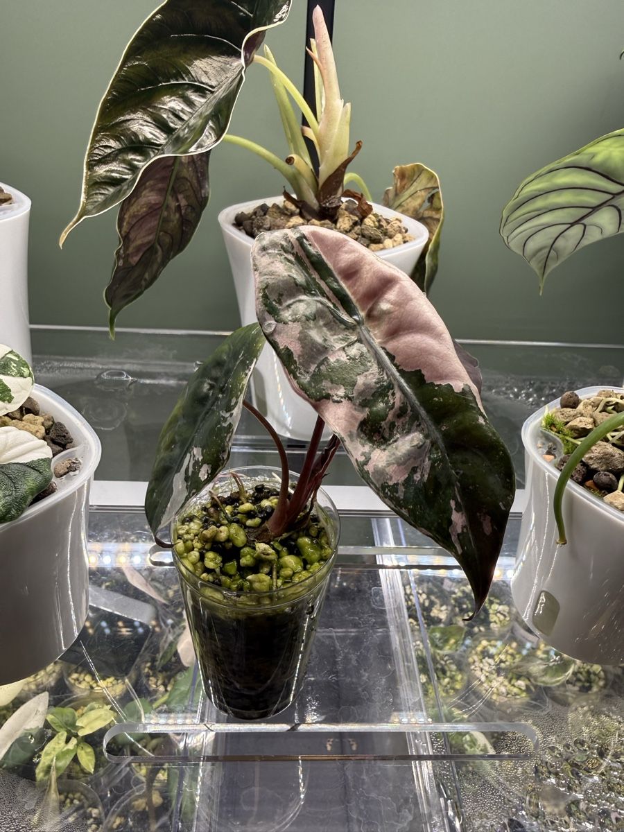 Piante & sementi: Alocasia chantrieri pink – Usato da Bottighofen venduto da narbor46