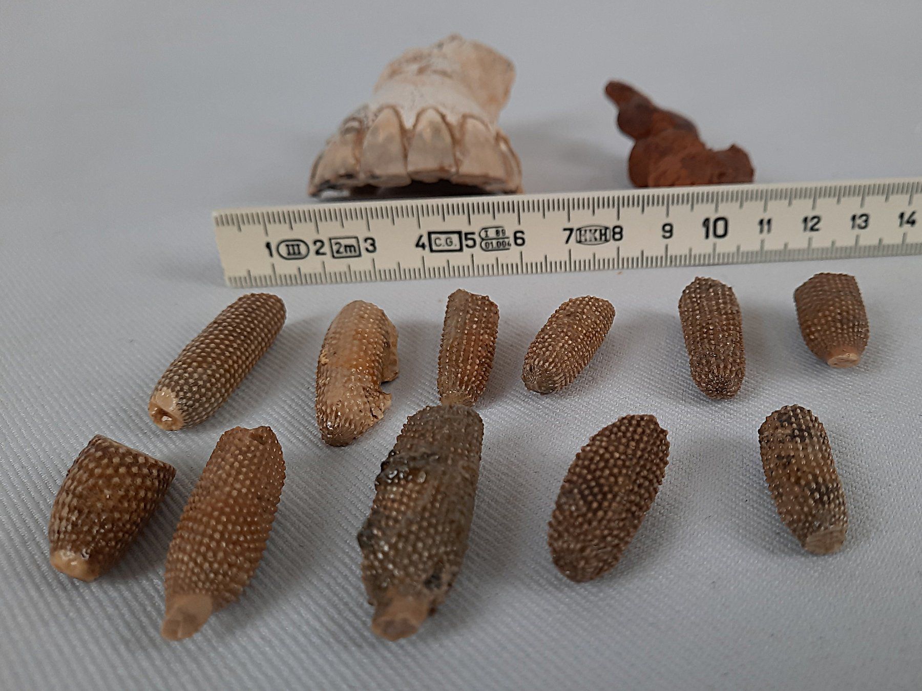 Fossili: Diverse Fossilien – Usato da Beinwil am See venduto da Restwert_Beinwil 9