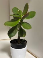 Kleine Sukkulente Crassula ovata
