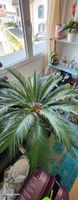 Japanischer Palm. Pflanze 40 Jahre alt.