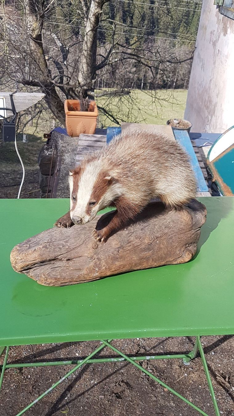 Il mondo degli animali: Dachs – Usato da Sils im Domleschg venduto da platin01 6