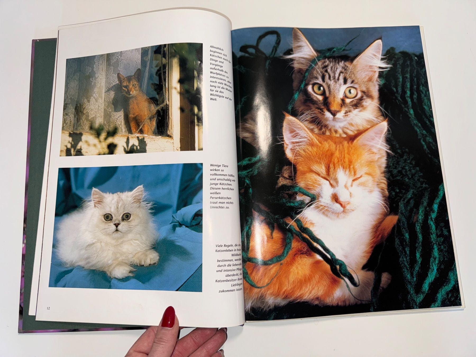 Libri: BUCH: Katzenkinder – Usato da Grosswangen venduto da Second_hand_paradise 3