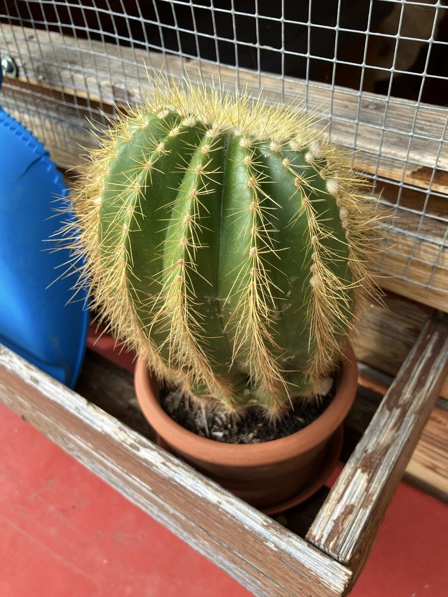Plantes & graines: Kaktus vom Grosi – D'occasion à Biglen par Maci2005 1