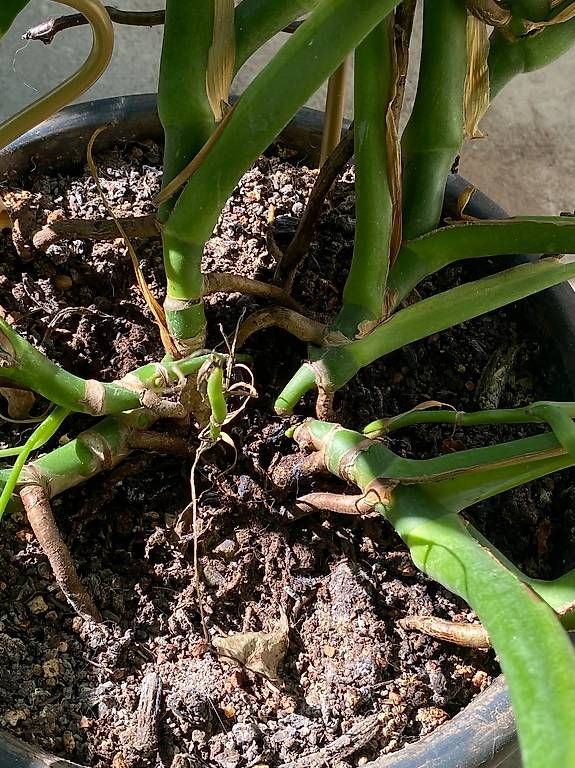 Pflanzen & Samen: Monstera adulte  – Neu und originalverpackt aus Fribourg von gab_6sfs 1