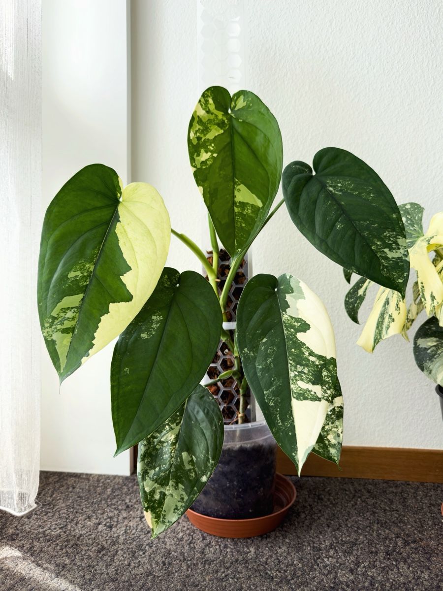 Pflanzen & Samen: Syngonium Chiapense Variegated – Neu (gemäss Beschreibung) aus Bern von Lucas_Ma 1