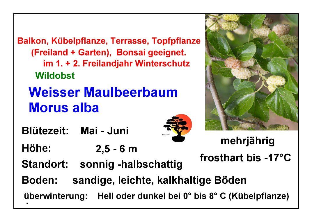 Pflanzen & Samen: Weisser Maulbeerbaum - Morus alba - 30 Samen – Neu und originalverpackt aus Sumiswald von Cham14558 2