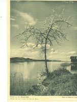 Zugersee - Frühling am Zugersee + 1931