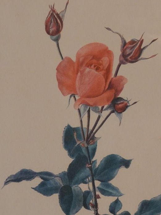 Foto & Immagini: Rose von Lotti Günthart – Usato da Winterthur venduto da Minerva_59 1