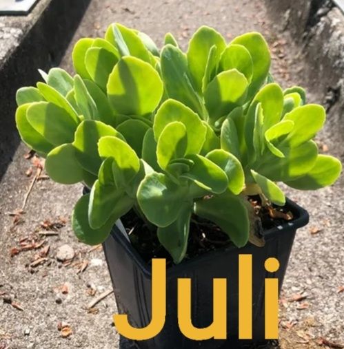 Piante & sementi: fette henne xenox sedum – Nuovo (secondo la descrizione) da Ibach venduto da rom_v8h9 1