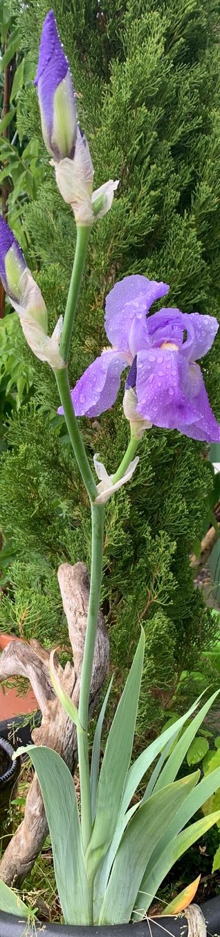 Pflanzen & Samen: 3 Bart-Iris Schwertlilien winterharte Gartenpflanze Versand – Neu (gemäss Beschreibung) aus Auenstein von mar_8mxd 8