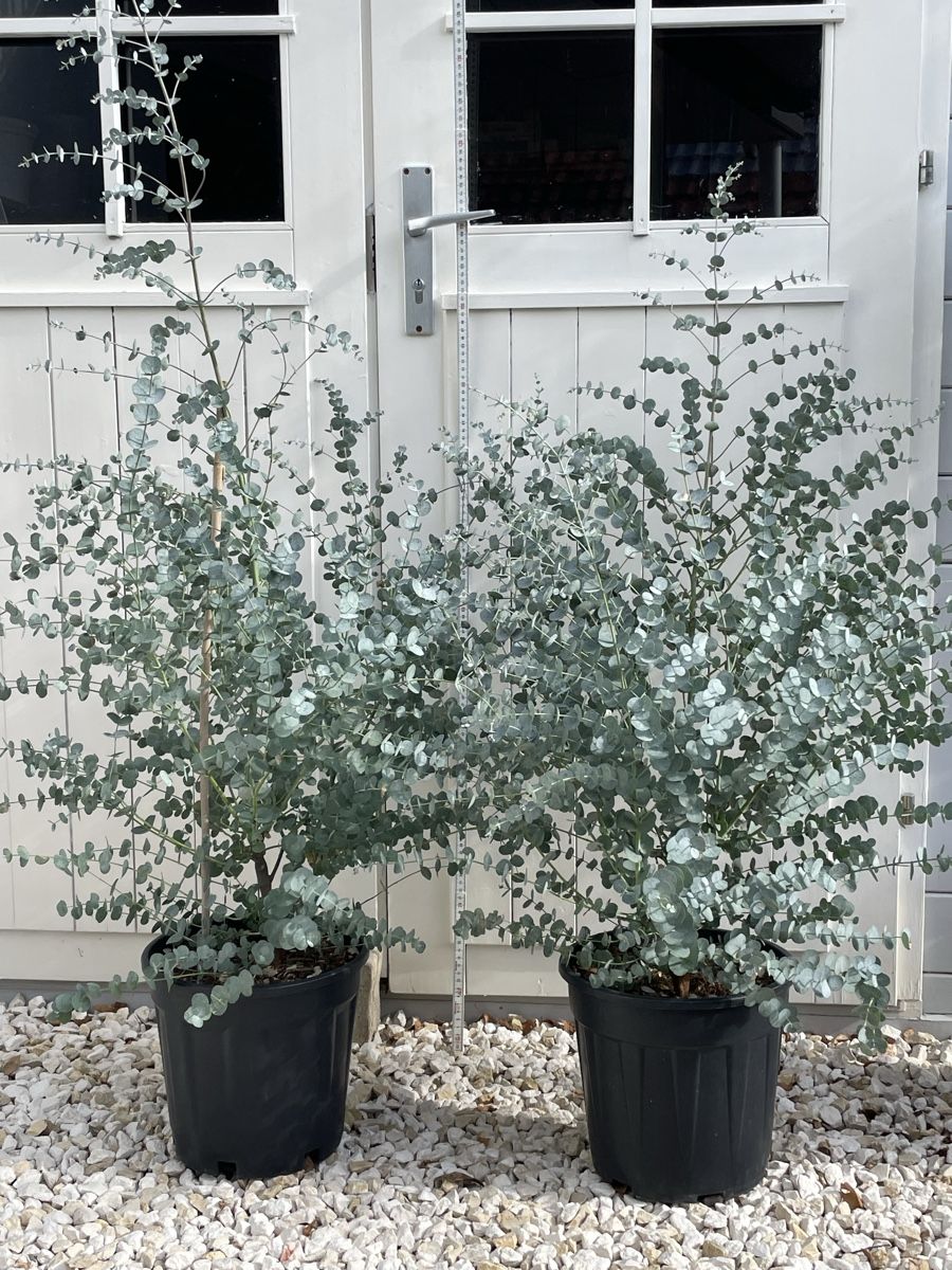 Piante & sementi: 2 Eucalyptus Gunii ca. 120 cm hoch – Nuovo (secondo la descrizione) da Sissach venduto da Gaemma 1