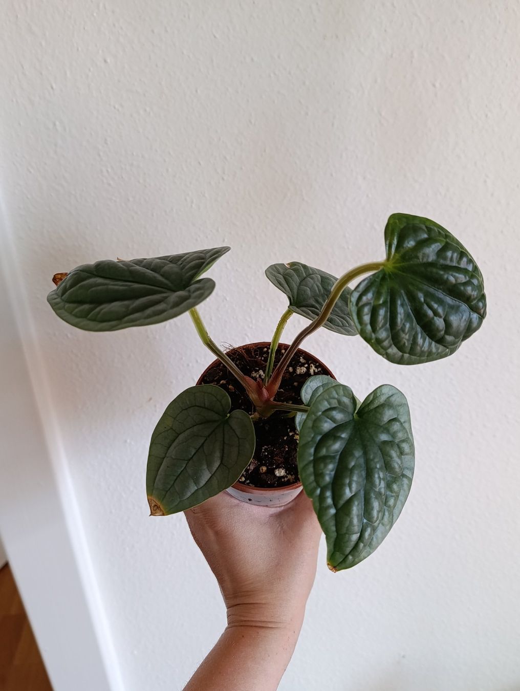 Piante & sementi: Anthurium Luxurians Babypflanze – Usato da Baar venduto da L.isa28
