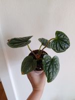Anthurium Luxurians Babypflanze