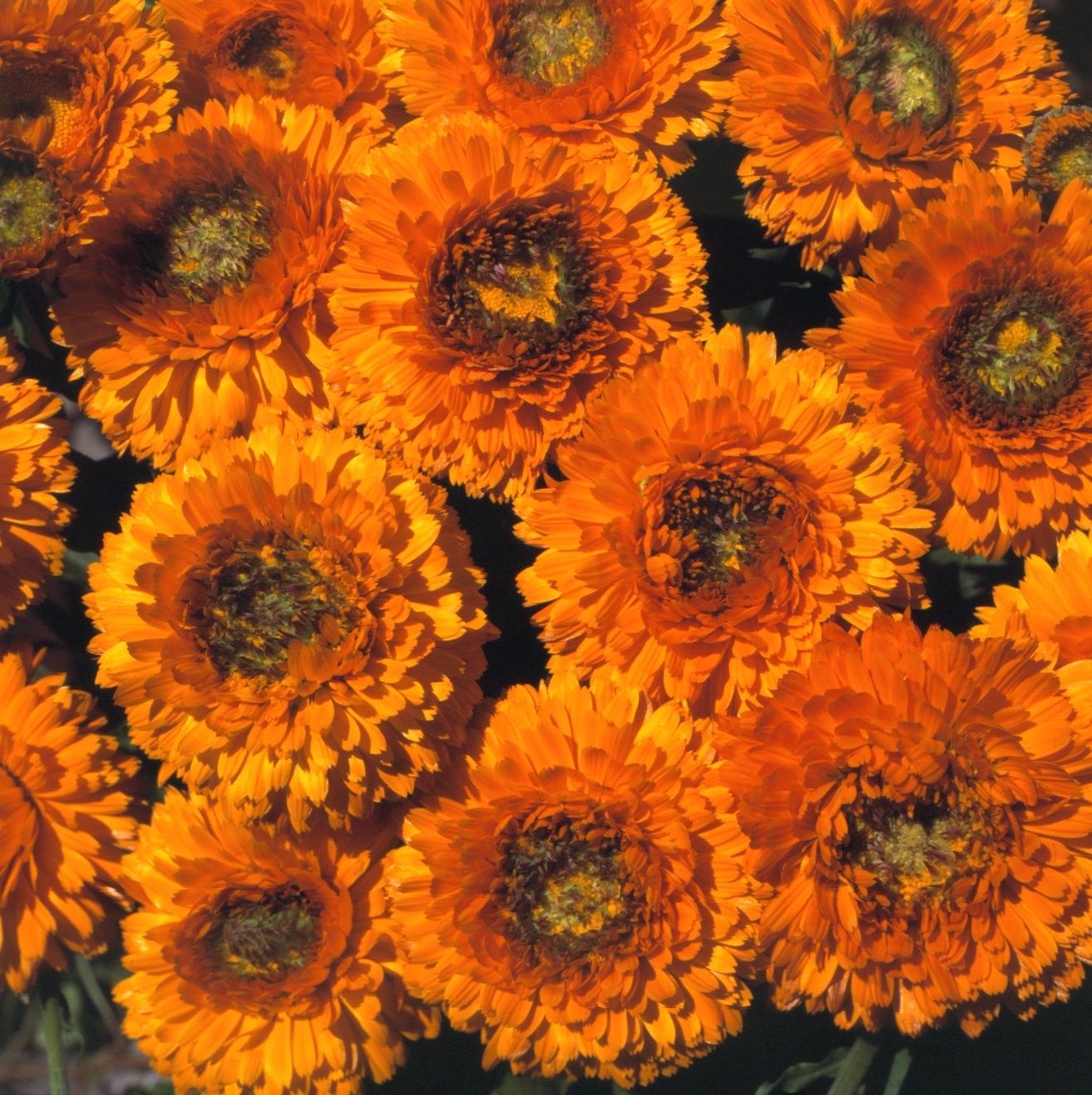 Piante & sementi: 200 Samen Ringelblume GREENHEART – Nuovo (secondo la descrizione) da Ehrendingen venduto da VerveinaSamen