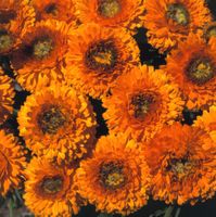 200 Samen Ringelblume GREENHEART