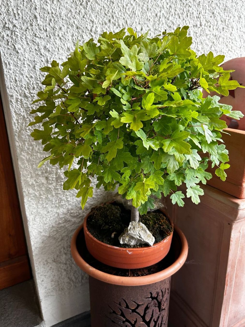 Pflanzen & Samen: Bonsai Feldahorn 18-jährig – Gebraucht aus Egliswil von didiflu 2
