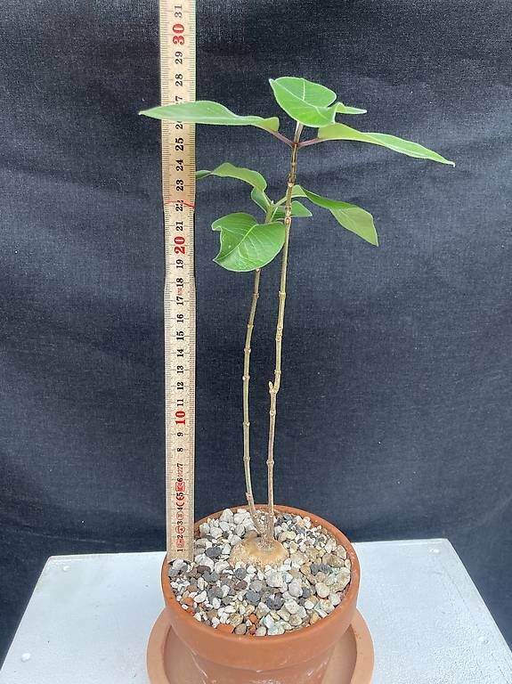 Piante & sementi: Caudex Baseonema gregorii – Usato da Liestal venduto da PrebenZwei 2