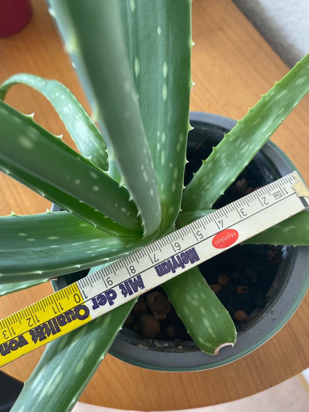 Gesund Aloe Vera Pflanze mit Topf (Neu (gemss Beschreibung)) in Zrich fr  CHF 10  nur Abholung auf Ricardo kaufen