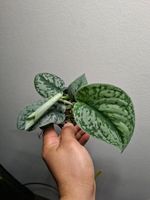 Scindapsus 'Exotica'