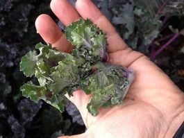 Le Bruxelkale TARDIF ! RARE ! 10g