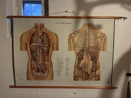 Alte Anatomie-Wandkarte "Brust- und Bauchorgane II" top!