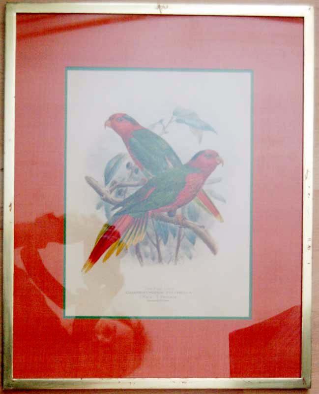 Grafica & Litografie: Fair Lory, Plate LV, 1896 Lithographie |   Keulemans – Usato da Baar venduto da Roze1 1