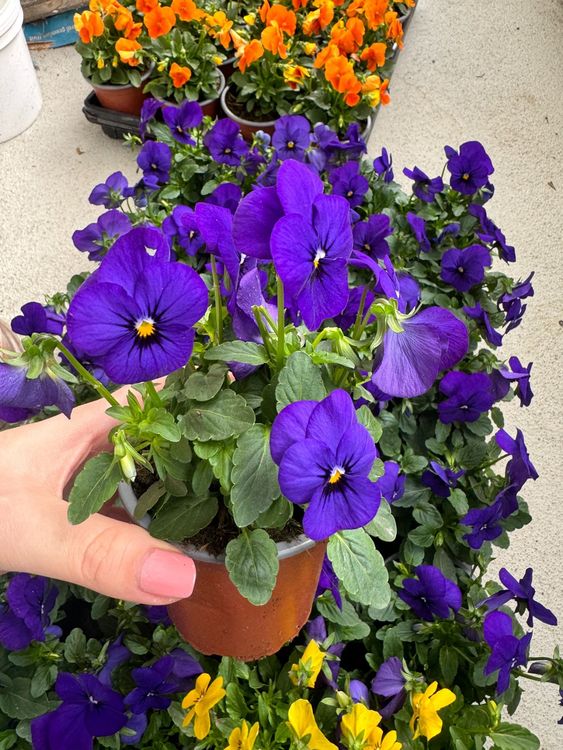 Viola cornuta / Hornveilchen Kaufen auf Ricardo