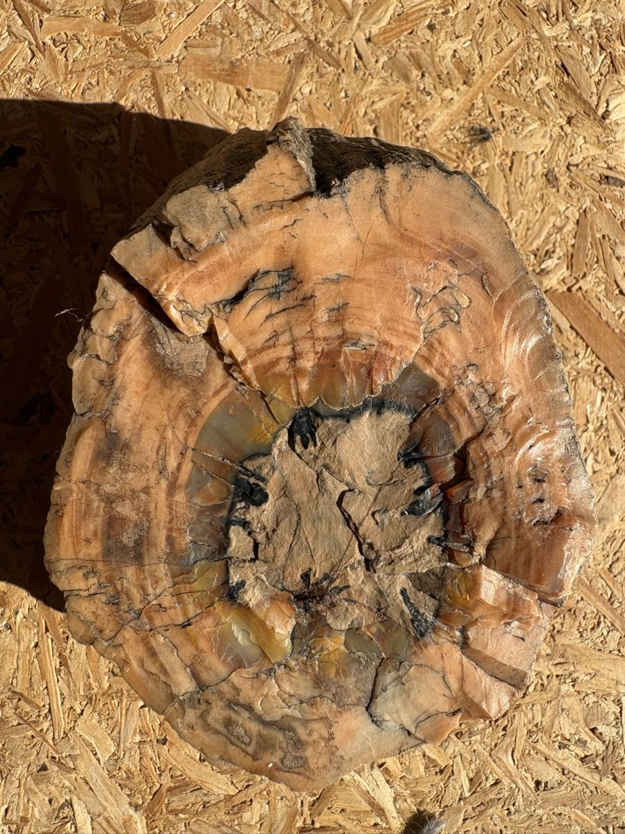 Fossili: Fossiles Holz – Usato da Biel/Bienne venduto da nimmes 5