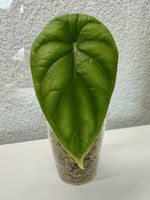 Alocasia Dragon Scale – Rooted Baby Plant 🐉🌿