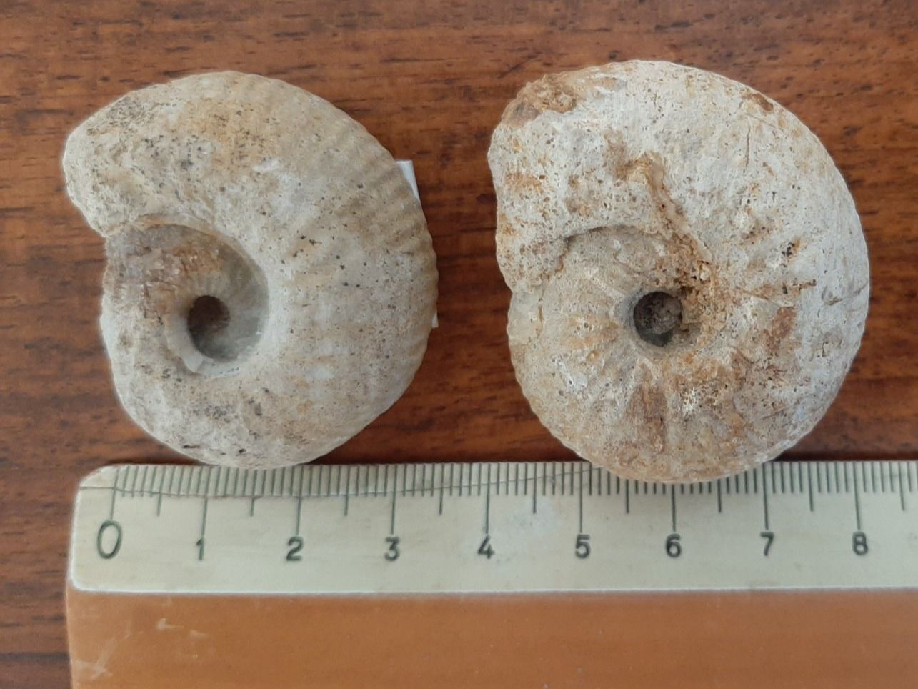 Fossili: Ammoniten Normandie – Usato da Rickenbach BL venduto da Oktober68 4